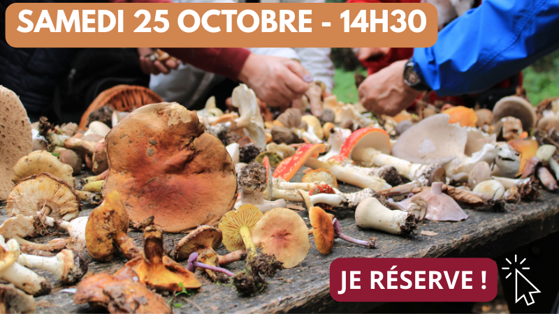 Fête du champignon_25_10 14h30