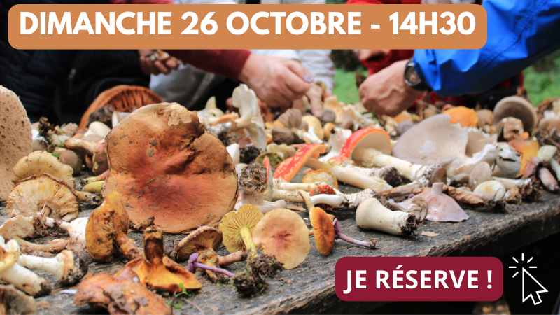 Fête du champignon_26_10 14h30