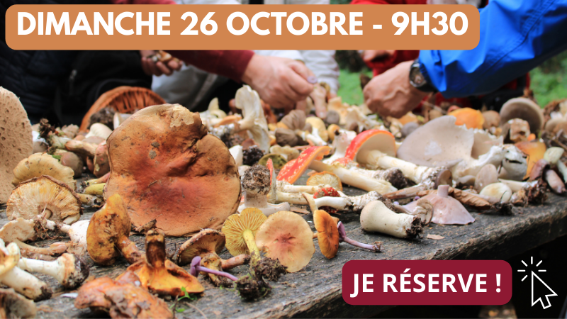 Fête du champignon_26_10 9h30